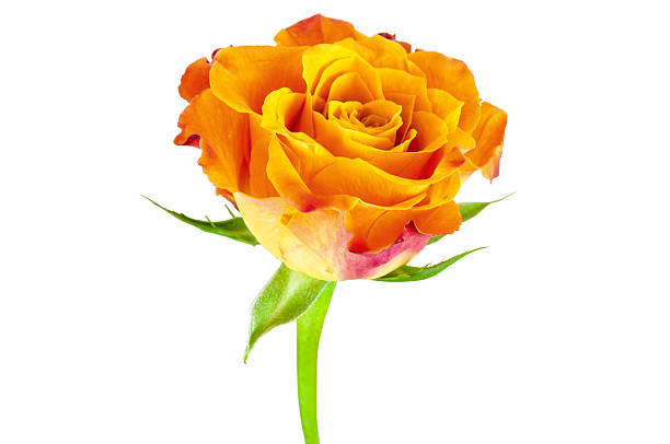 istock Closeup of orange rose flower 486834297