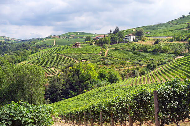 istock Langhe, Barolo vineyards summer panorama. Color image 486834704
