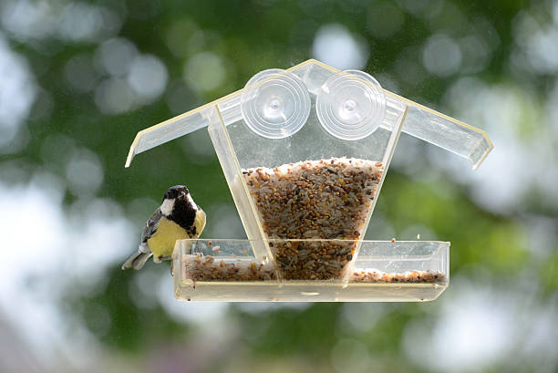 istock Great tit feeding on plastic house seen trhough window 486834769