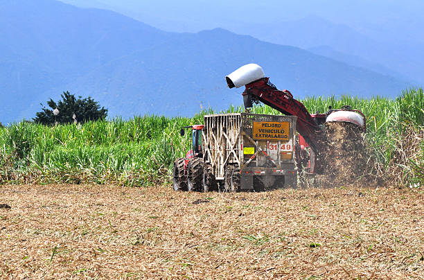 Sugar cane plantation harvesting Industrial harvesting in Cauca Valley, Colombia. valle del cauca stock pictures, royalty-free photos & images