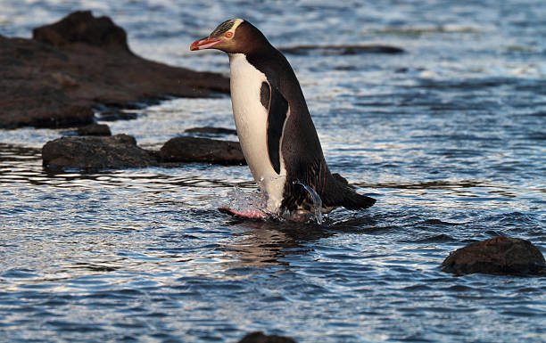 giallo-eyed penguin, costa dei catlins, isola del sud, nuova zelanda - the catlins foto e immagini stock