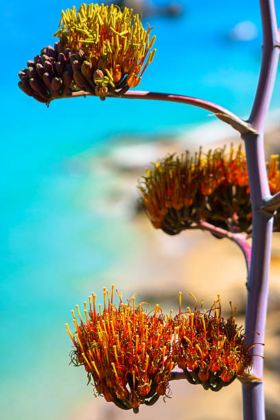 istock Inflorescence of Agave 486835692