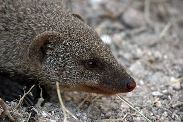 istock Namibia: Banded Mongoose at Etosha National Park 486835961