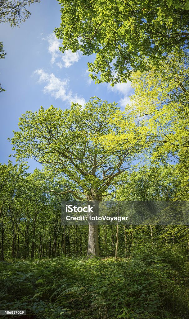 Oak tree summer foliage growing in green fern forest background Magnificent oak tree growing in a sunlit glade deep in a tranquil forest of vibrant green foliage. ProPhoto RGB profile for maximum color fidelity and gamut. Backgrounds Stock Photo