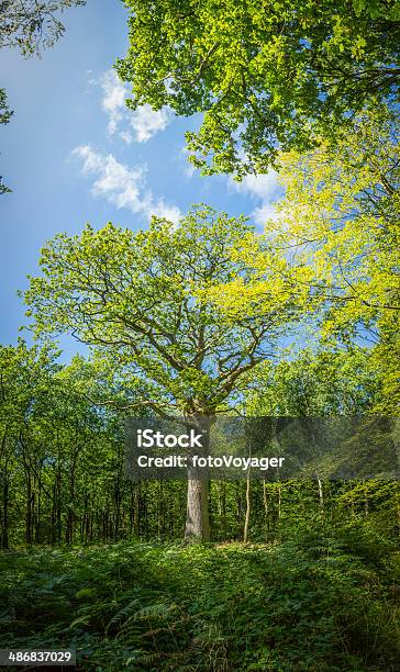 Oak Tree Summer Foliage Growing In Green Fern Forest Background Stock Photo - Download Image Now
