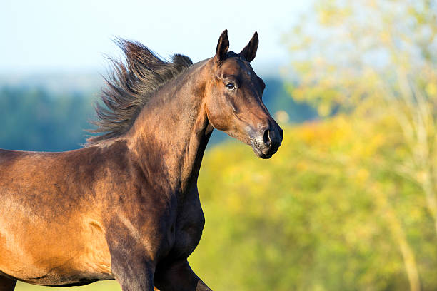 istock Arabian horse running outdoor in summer 486837043
