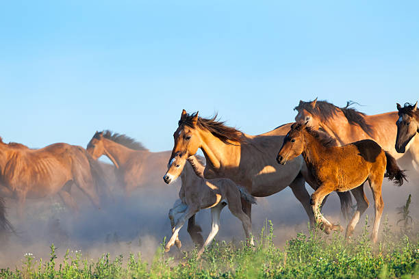 istock Herd of horses and foals runs in pasture 486837049