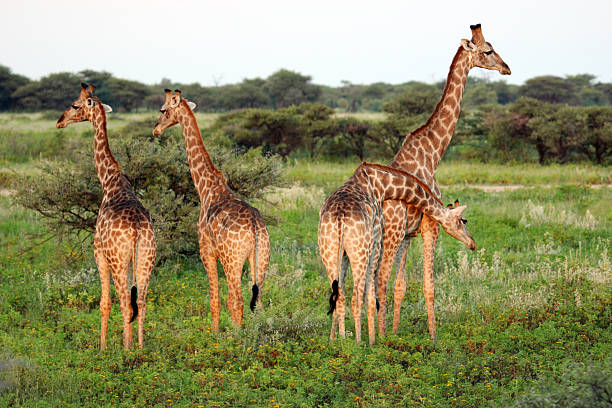 istock Namibia: Giraffe at Etosha National Park 486838495