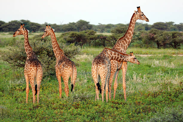 istock Namibia: Giraffe at Etosha National Park 486838499