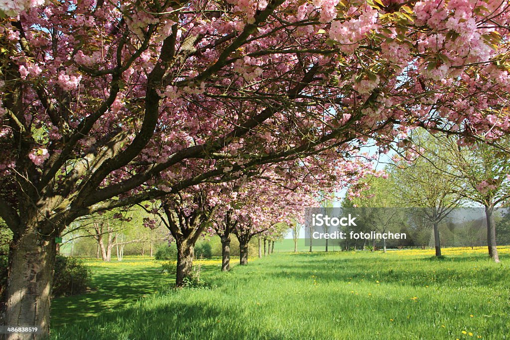 Frühlingskirschblüten - Lizenzfrei April Stock-Foto