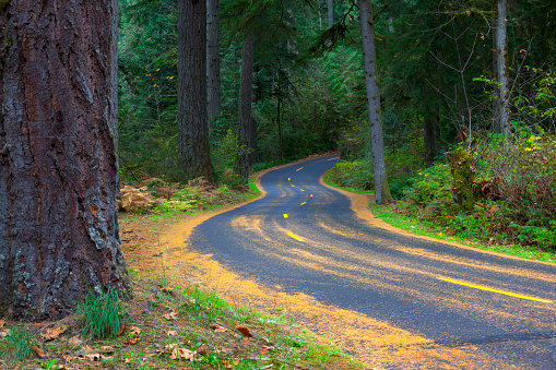 A road winds its way through the tall fir trees within Oxbow Regional Park, Oregon.