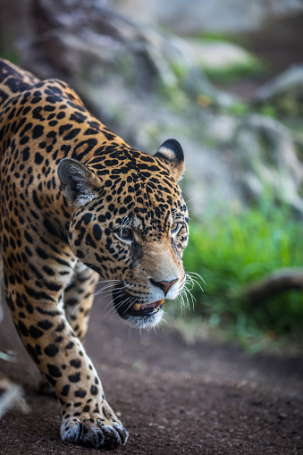 Jaguar Crossing A Footpath In The Forest Stock Photo - Download Image Now - 2015, Animal Wildlife, Big Cat - iStock Jaguar Crossing A Footpath In The Forest Stock Photo - Download Image Now - 2015, Animal Wildlife, Big Cat - iStock