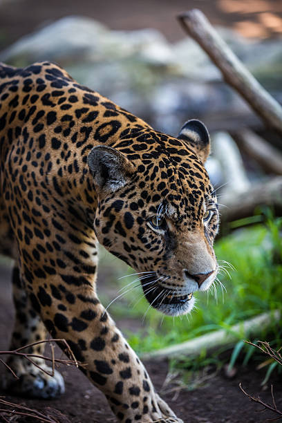 istock Jaguar Crossing a Footpath in the Forest 486839372