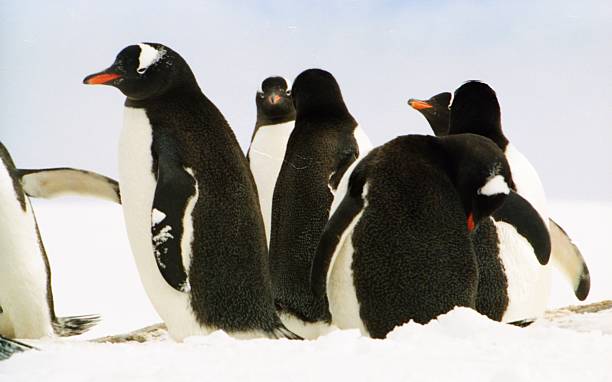 istock Gentoo Penguin Colony in the Antarctic Peninsular 486839500