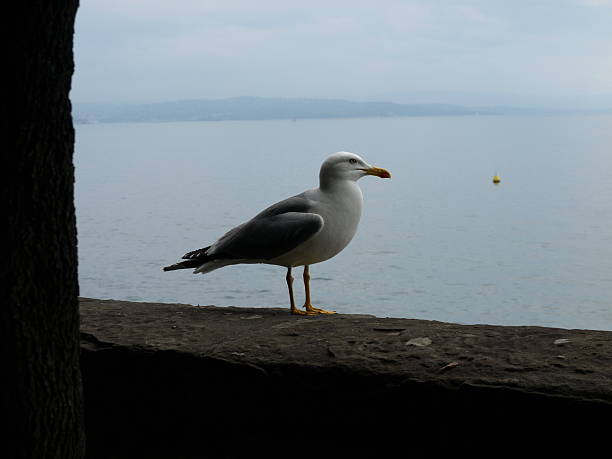 Herring gull stock photo