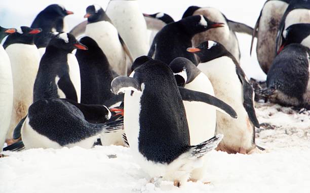 istock Gentoo Penguin Colony in the Antarctic Peninsular 486840030
