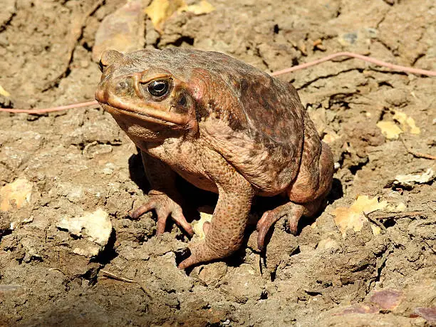 Feral cane toad in far north Queensland, Australia