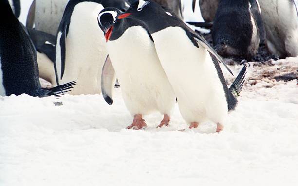 istock Gentoo Penguin Colony in the Antarctic Peninsular 486840274