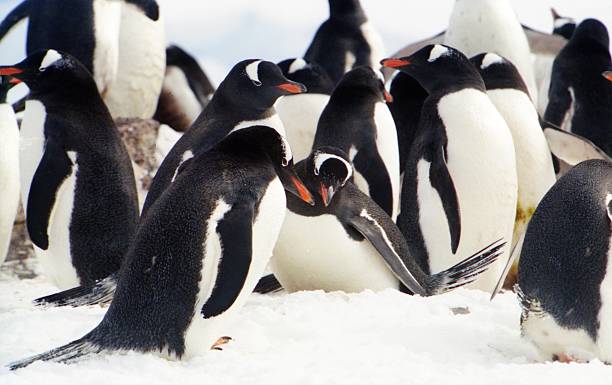 istock Gentoo Penguin Colony in the Antarctic Peninsular 486840374