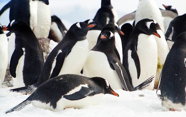 istock Gentoo Penguin Colony in the Antarctic Peninsular 486840808