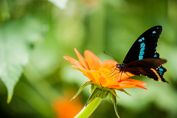 istock XXXL: Blue-banded Swallowtail - Papilio nireus 486841032