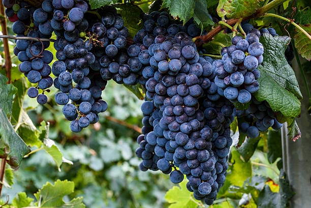 Isabella grapes growing on a branch in vineyard stock photo