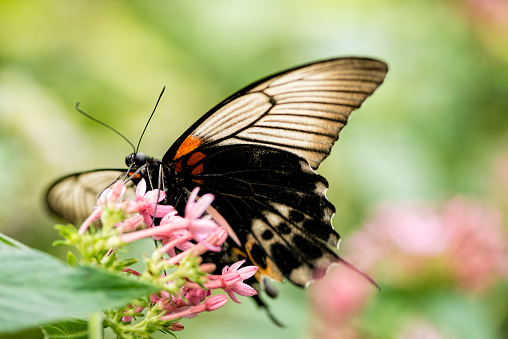 Great Mormon butterfly (female)  (Papilio memnon) feeding on a pink flower.