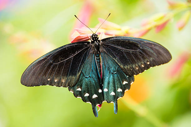 istock XXXL: Close-up of a pipe vine swallowtail butterfly 486841788