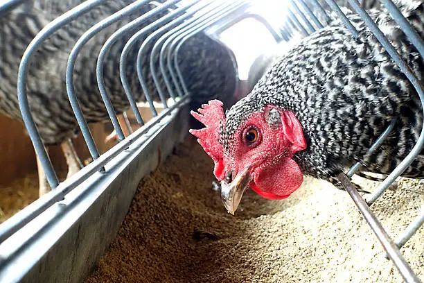 Photo of Chicken Feeding In Chicken Coop