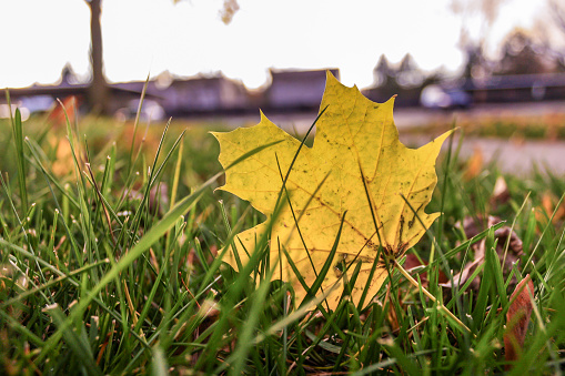 Yellow Maple leaf back-lit by sunlight. Leaves fallen on grass during Fall season.