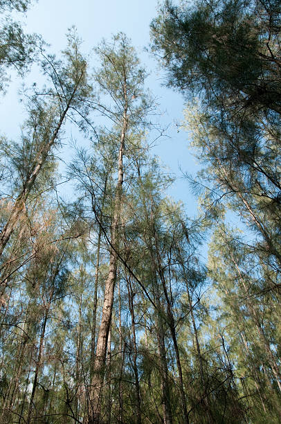 istock green grass path among sunlight shined pines 486843588