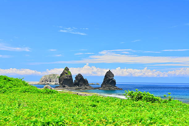 Beautiful seashore with blue sky and green plants