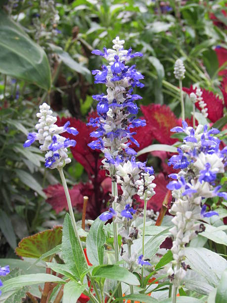 Violet flower in bunch stock photo