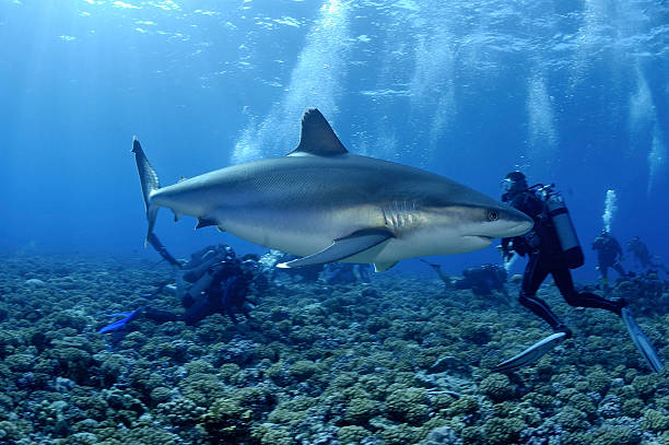 istock SILVERTIP SHARK /carcharhinus albimarginatus 486844462