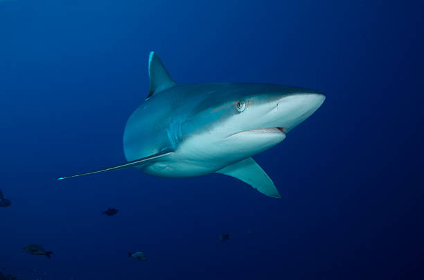 istock carcharhinus albimarginatus/SILVERTIP SHARK 486844522