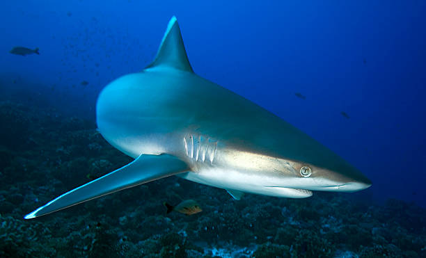 istock carcharhinus albimarginatus / SILVERTIP SHARK 486844582