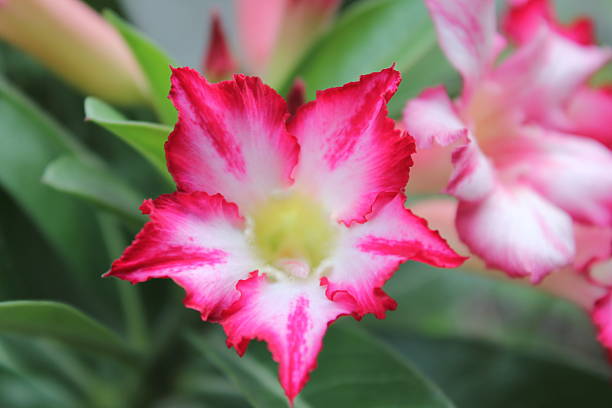 istock Tropical flower Pink Adenium, Desert rose. 486844620
