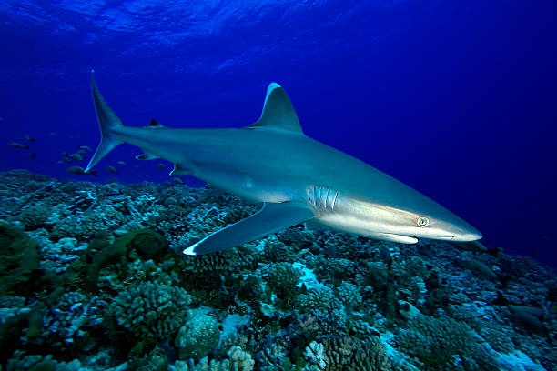istock carcharhinus albimarginatus /SILVERTIP SHARK 486844724