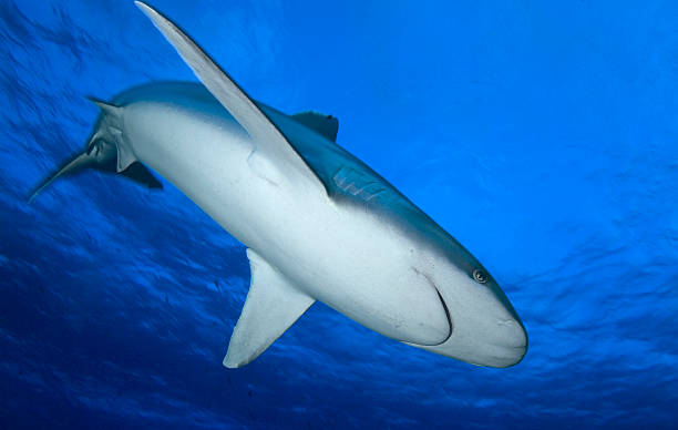 istock carcharhinus albimarginatus/SILVERTIP SHARK 486844822