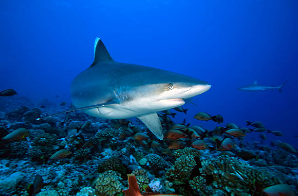 istock SILVERTIP SHARK/carcharhinus albimarginatus 486844906