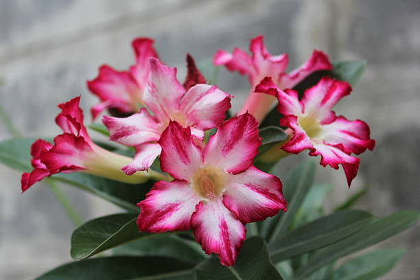 istock Tropical flower Pink Adenium, Desert rose. 486844944