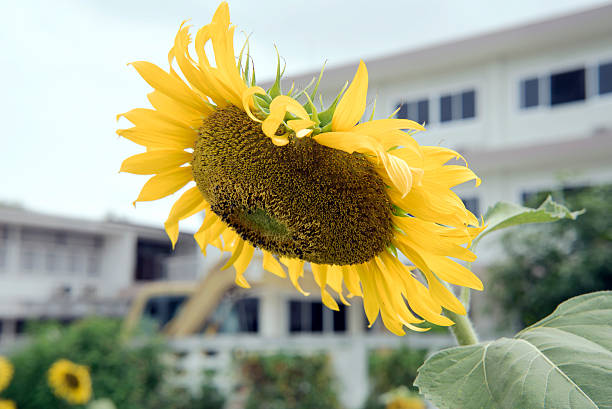 istock Sunflowers blossom wither 486845240