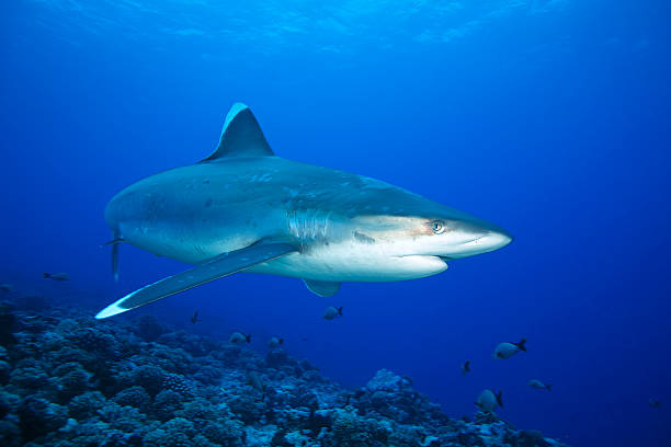 istock SILVERTIP SHARK/carcharhinus albimarginatus 486845526
