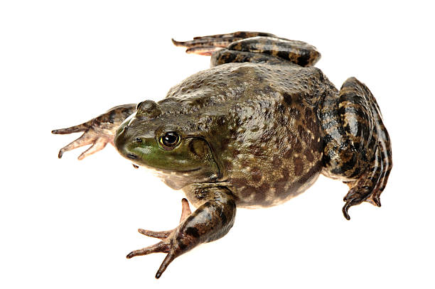 rã-gigante, rana catesbeiana, - american bullfrog amphibian animal bullfrog imagens e fotografias de stock