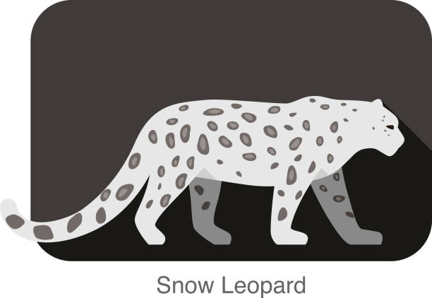 illustrazioni stock, clip art, cartoni animati e icone di tendenza di leopardo delle nevi cammina di lato design piatto icona 3d - snow leopard