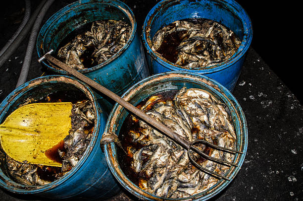 istock Four containers full of dead rotten fish 486847956