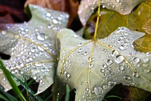 Gotas de lluvia sobre una hoja de otoño photo