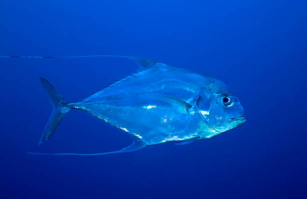 AFRICAN POMPANO/ alectis cillaris stock photo