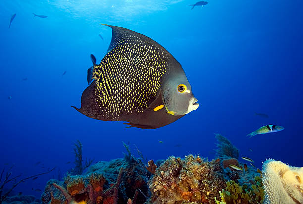 istock ANGELFISH / pomacanthus paru 486849660