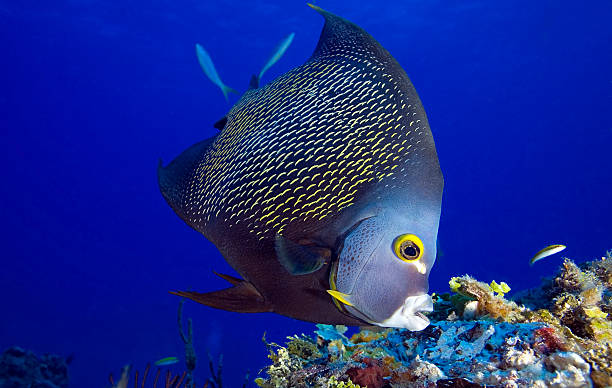 istock angelfish / pomacanthus paru 486850070